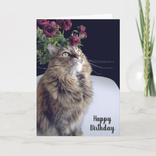 Maine Coon Cat Birthday Card