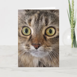 Maine Coon Cat Birthday Humour Card
