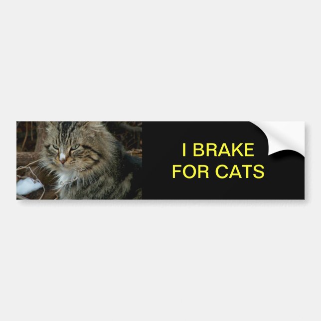 Maine Coon Cat Bumper Sticker (Front)