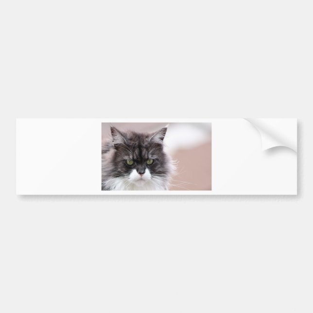 Maine Coon Cat Bumper Sticker (Front)