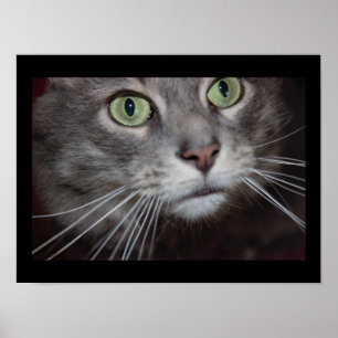 Maine Coon Cat Close-up Poster