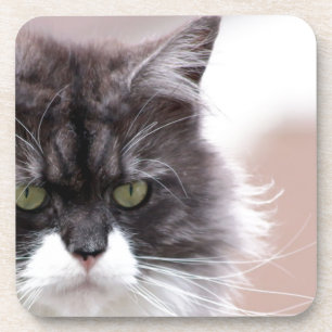 Maine Coon Cat Coaster