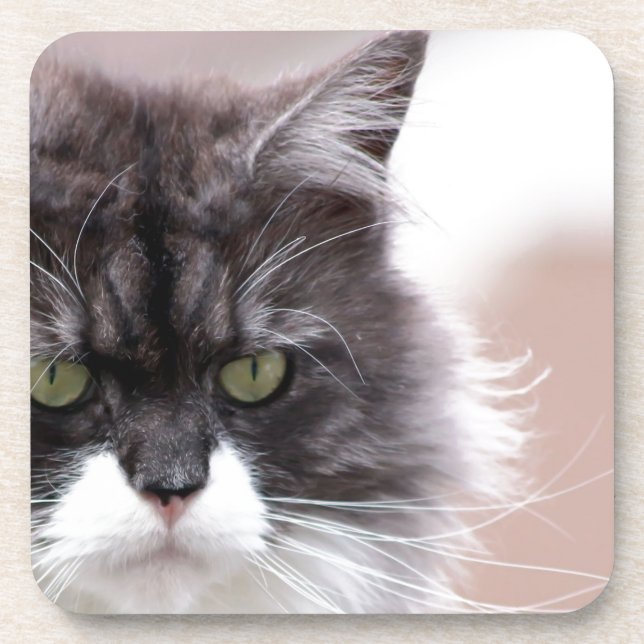 Maine Coon Cat Coaster (Front)