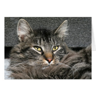 Maine Coon cat face