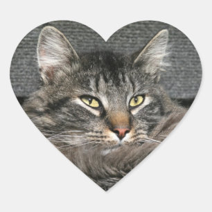 Maine Coon cat face Heart Sticker