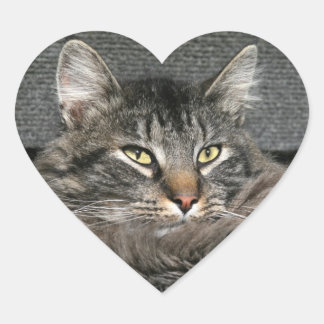 Maine Coon cat face Heart Sticker