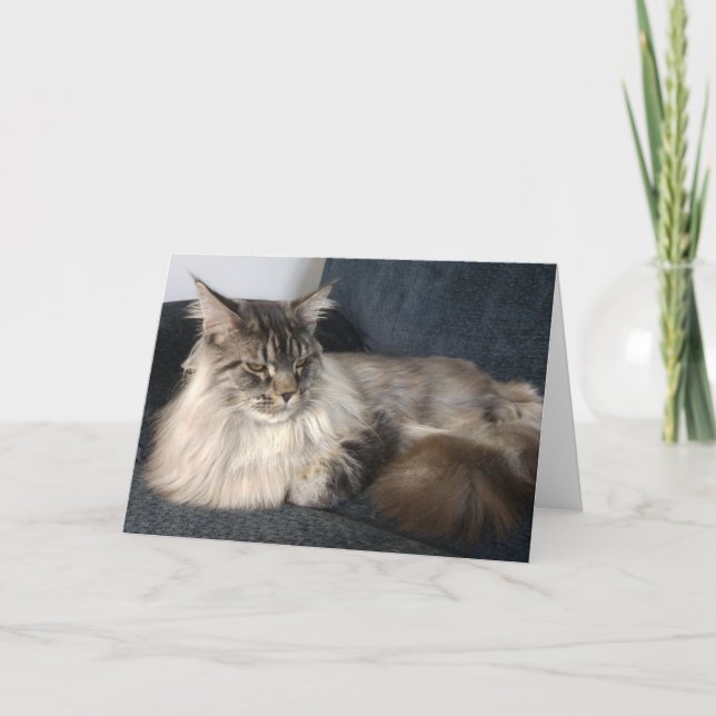 Maine Coon Cat Greetings Card (Front)
