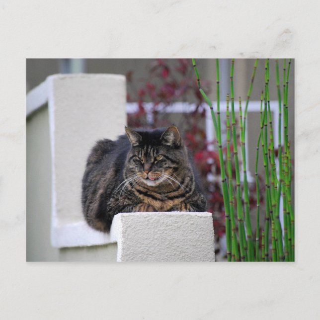 Maine Coon Cat in Garden Postcard (Front)