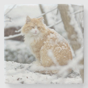 Maine Coon Cat in Snowstorm Coaster