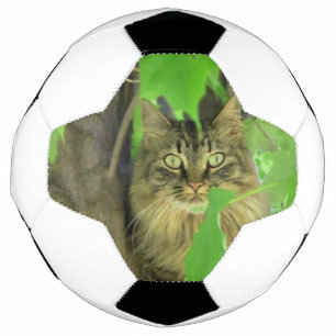 Maine Coon Cat in Tree Football