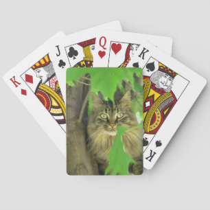 Maine Coon Cat in Tree Playing Cards