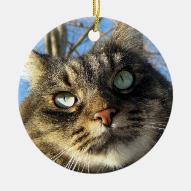 Maine Coon Cat Kitty Ceramic Tree Decoration (Front)