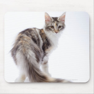 Maine Coon cat Mouse Mat