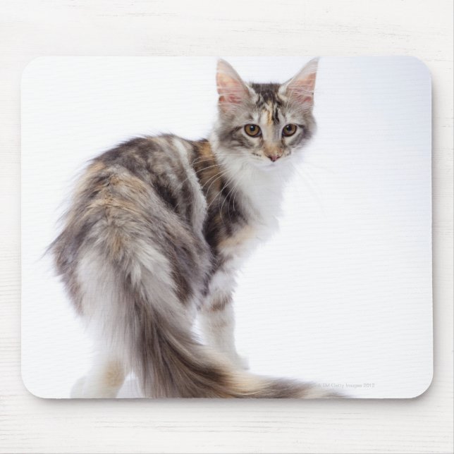 Maine Coon cat Mouse Mat (Front)