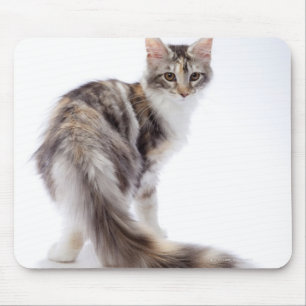 Maine Coon cat Mouse Mat