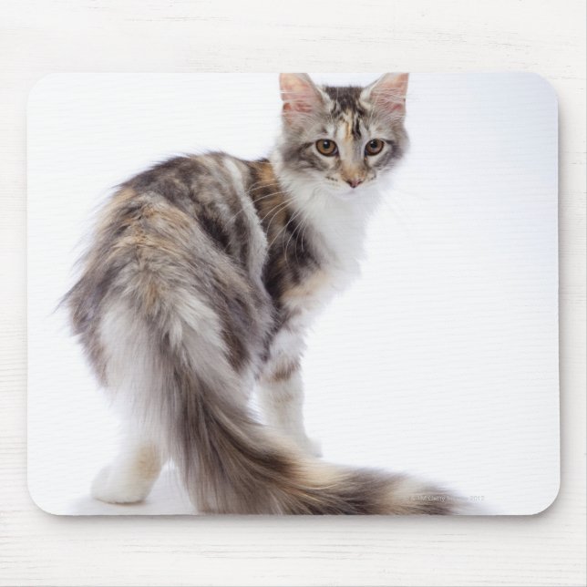 Maine Coon cat Mouse Mat (Front)