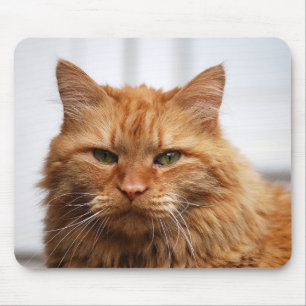 Maine Coon Cat Mouse Pad