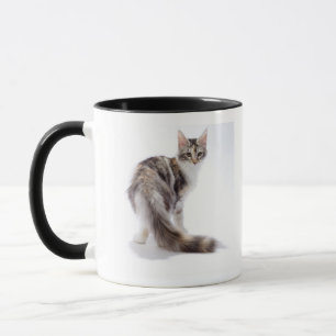 Maine Coon cat Mug