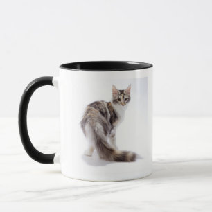 Maine Coon cat Mug