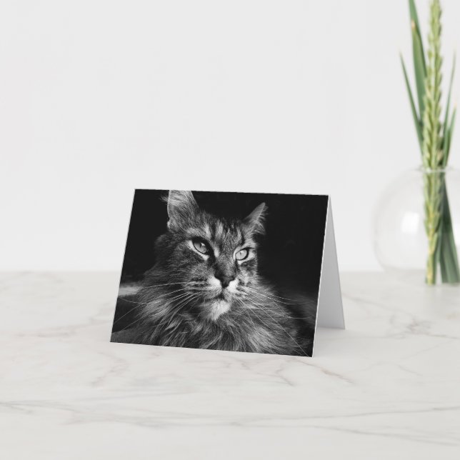 Maine Coon Cat notecard 4 x 5.6 (Front)