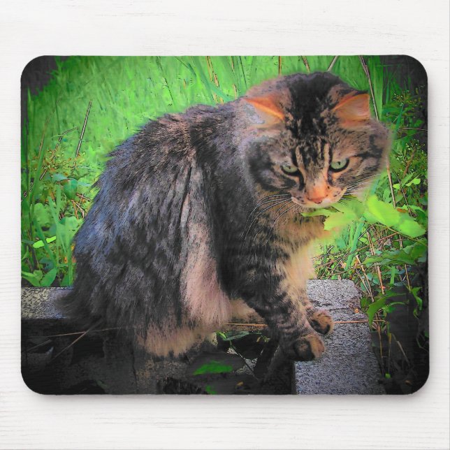 Maine Coon Cat on bricks Mouse Mat (Front)