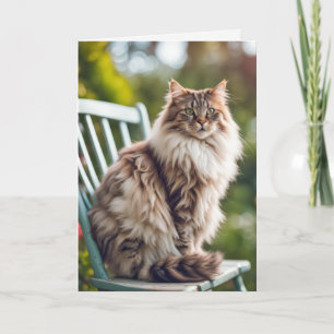 Maine Coon Cat On Chair for Birthday Card