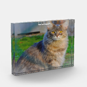 Maine Coon Cat Photo Block