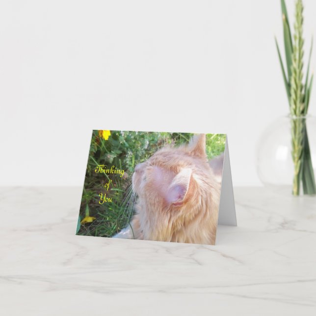 Maine Coon Cat Photo Note Card (Front)