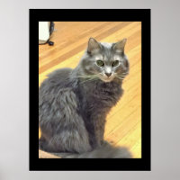 Maine Coon Cat Photo