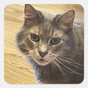 Maine Coon Cat Photo Stickers