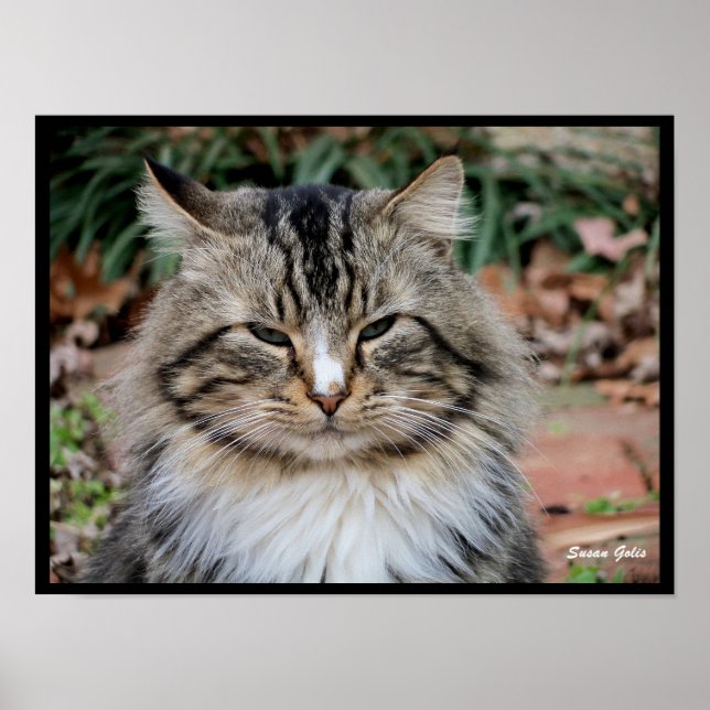Maine Coon Cat Portrait Photo Poster  (Front)