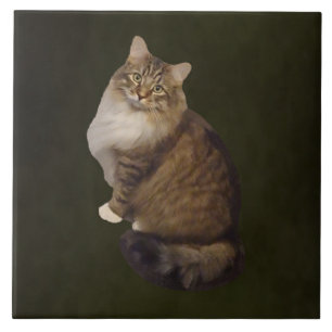 Maine Coon Cat Portrait Tile