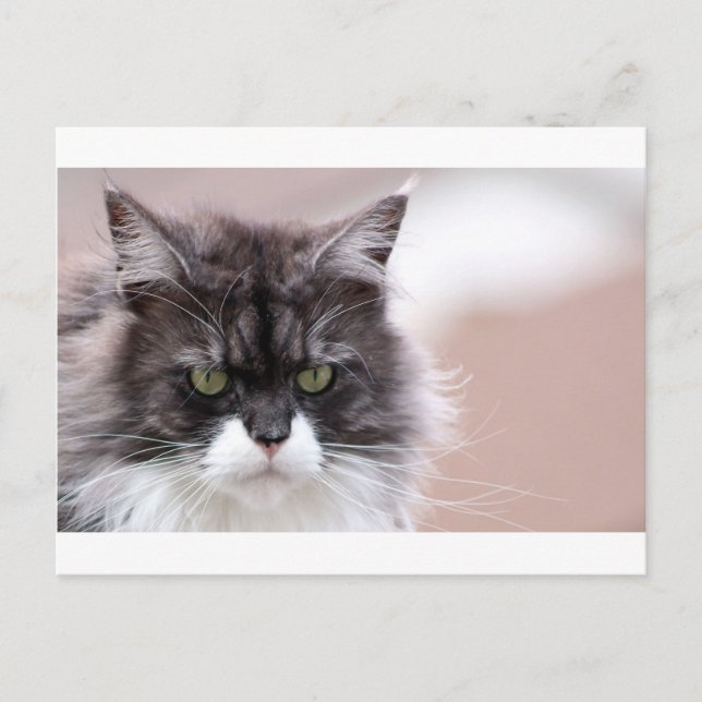 Maine Coon Cat Postcard (Front)