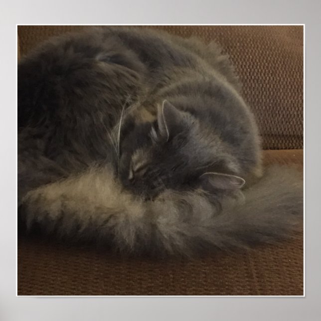 Maine Coon Cat Poster (Front)