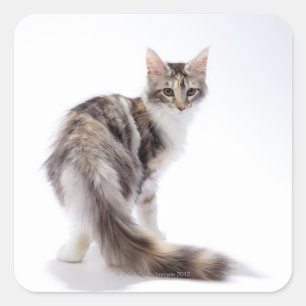 Maine Coon cat Square Sticker