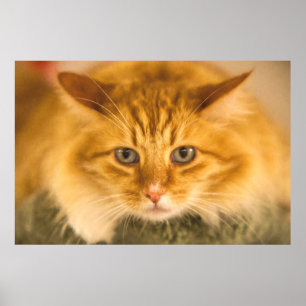 MAINE COON CAT STARE DOWN POSTER