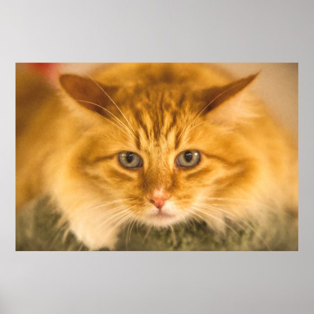 MAINE COON CAT STARE DOWN POSTER (Front)