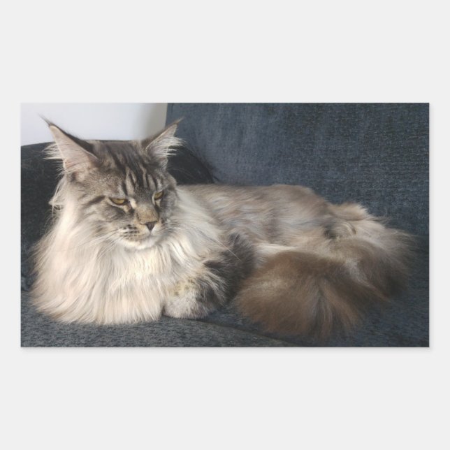Maine Coon Cat Stickers (Front)