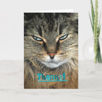 Maine Coon Cat Thanks