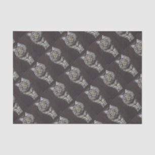 Maine Coon Cat Tissue Paper