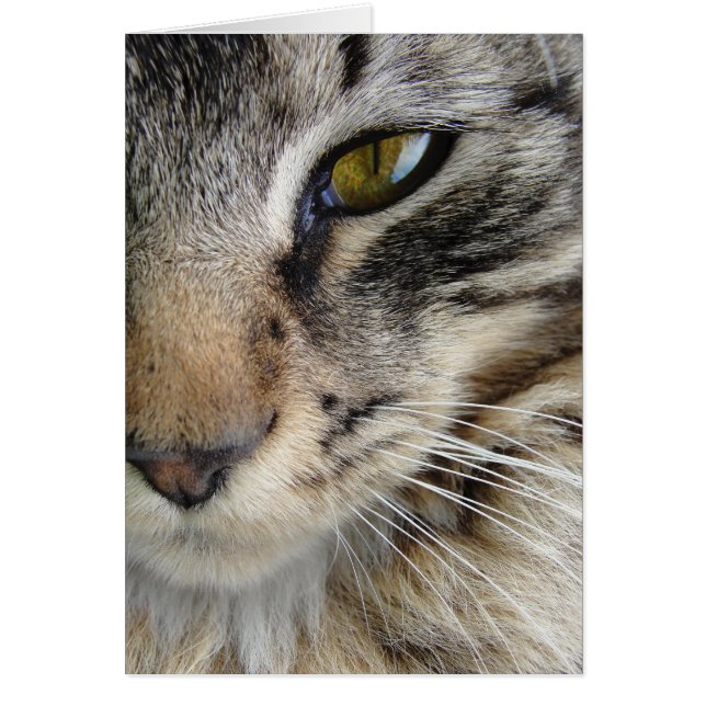 Maine Coon Cat's Eye (Front)