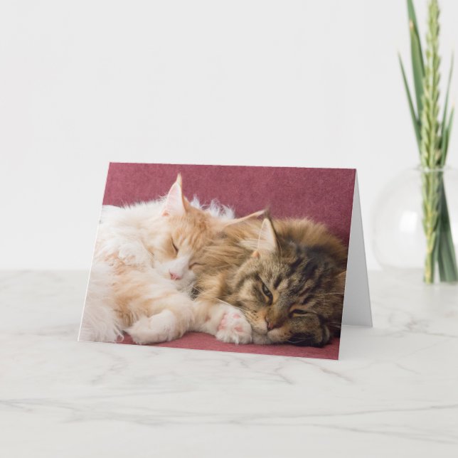 Maine Coon cats greeting card (Front)