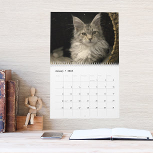 Maine Coon Cats   Main Coon Life Calendar