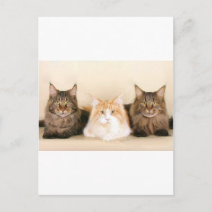 Maine coon Cats Postcard