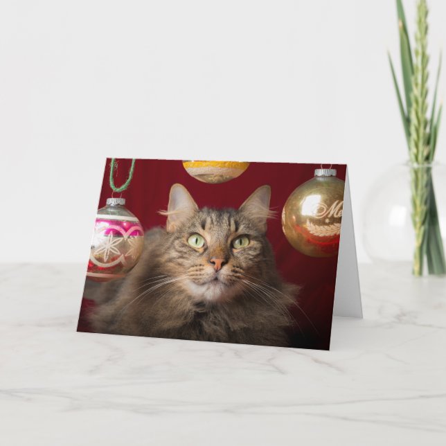 Maine Coon Christmas Cat Holiday Card (Front)