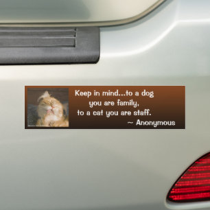 Maine Coon Close-Up Photo Personalised Bumper Sticker