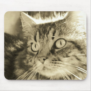 Maine Coon Face 2 Mouse Mat