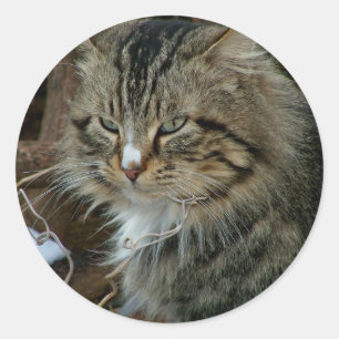 Maine Coon Feral Cat in Winter Portrait Classic Round Sticker