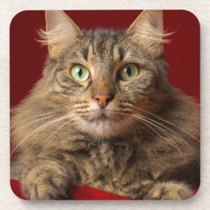 Maine Coon for Christmas with collector Coaster