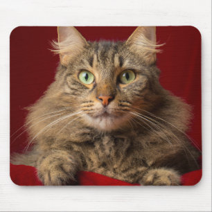 Maine Coon for Christmas with collector Mouse Mat